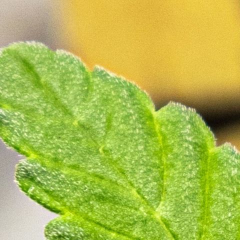 BlueBerry #1 growlog photo: Macro del nuevo tejido, día 7.