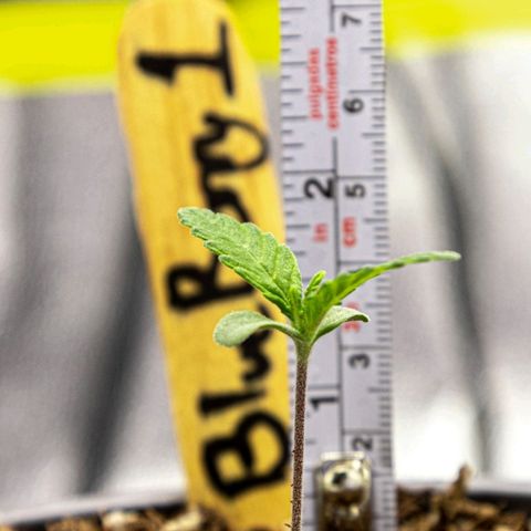 BlueBerry #1 growlog photo: Medición y macro de la BlueBerry #1 en los minutos finales del día 7.
