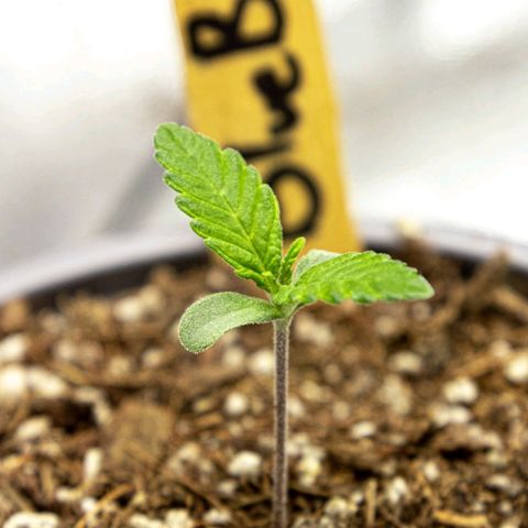 BlueBerry #1 growlog photo: Medición y macro de la BlueBerry #1 en los minutos finales del día 7.