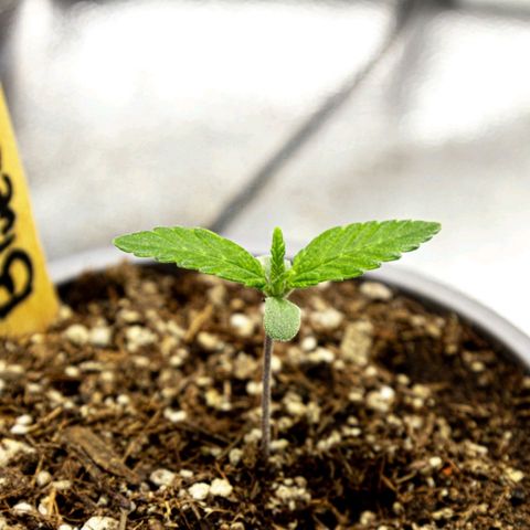 BlueBerry #1 growlog photo: BlueBerry #1, día 8. Post riego, minutos finales del día. 