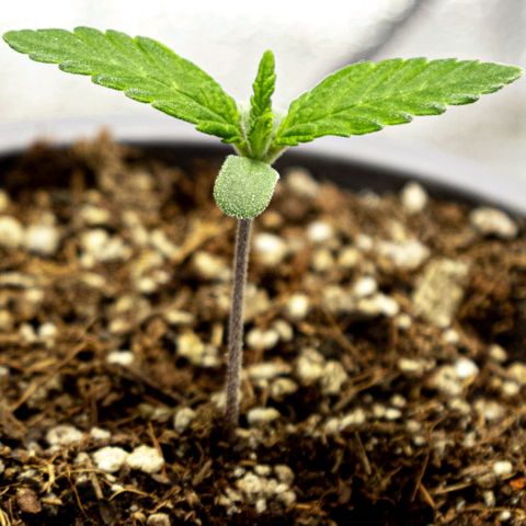 BlueBerry #1 growlog photo: BlueBerry #1, día 8. Post riego, minutos finales del día. 