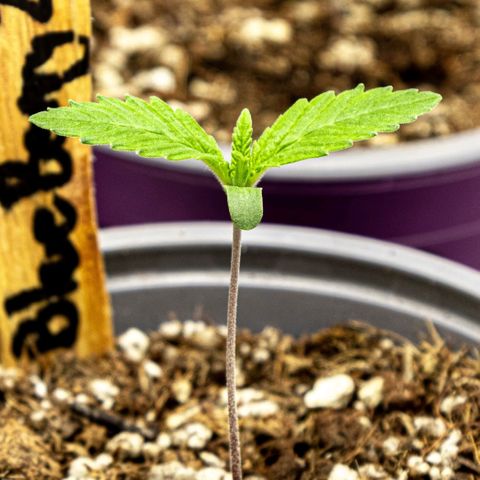 BlueBerry #2 growlog photo: BlueBerry #2, día 8. Post riego, minutos finales del día. 