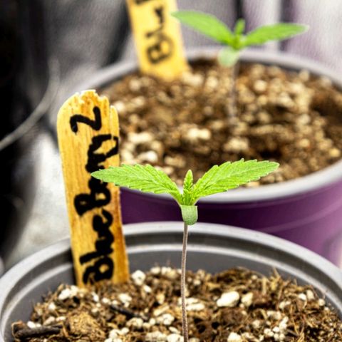 BlueBerry #2 growlog photo: BlueBerry #2, día 8. Post riego, minutos finales del día. 