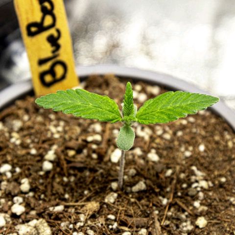 BlueBerry #1 growlog photo: Macros de la BlueBerry#1 al final del día. 