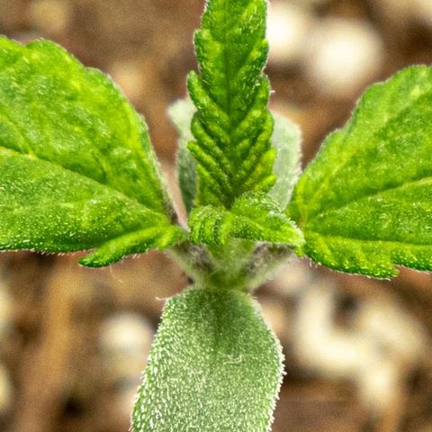BlueBerry #1 growlog photo: Macros de la BlueBerry#1 al final del día. 