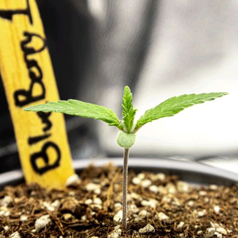 BlueBerry #1 growlog photo: Macros de la BlueBerry#1 al final del día. 
