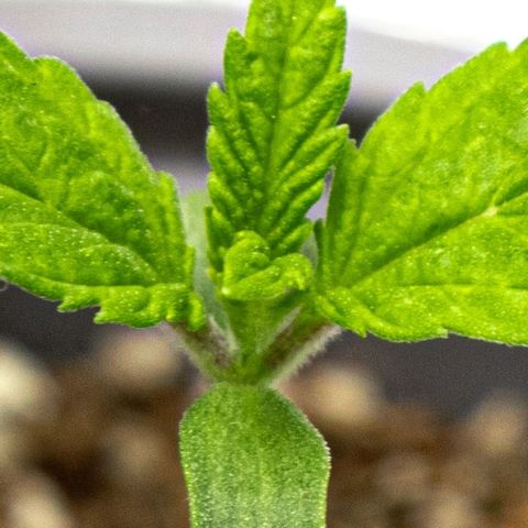 BlueBerry #2 growlog photo: Macros de la BlueBerry #2 al final del día. 