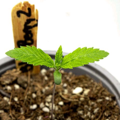 BlueBerry #2 growlog photo: Macros de la BlueBerry #2 al final del día. 
