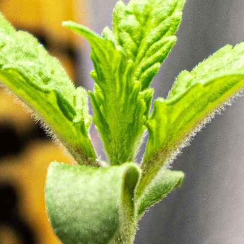 BlueBerry #2 growlog photo: Macros de la BlueBerry #2 al final del día. 