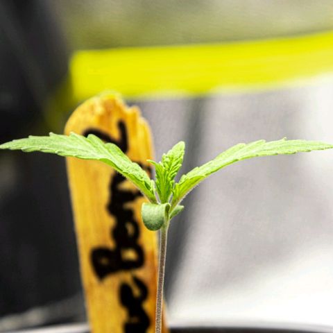 BlueBerry #2 growlog photo: Macros de la BlueBerry #2 al final del día. 