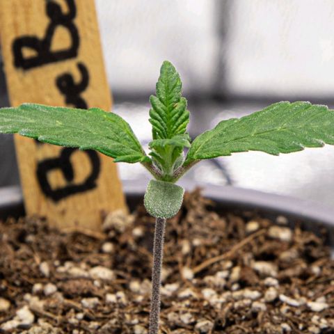 BlueBerry #1 growlog photo: Macros de la BlueBerry #1 al final del día. 