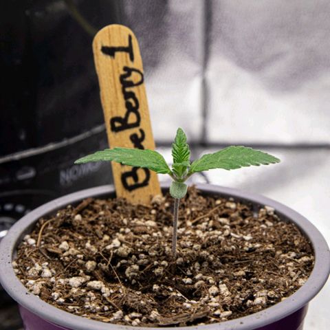 BlueBerry #1 growlog photo: Macros de la BlueBerry #1 al final del día. 