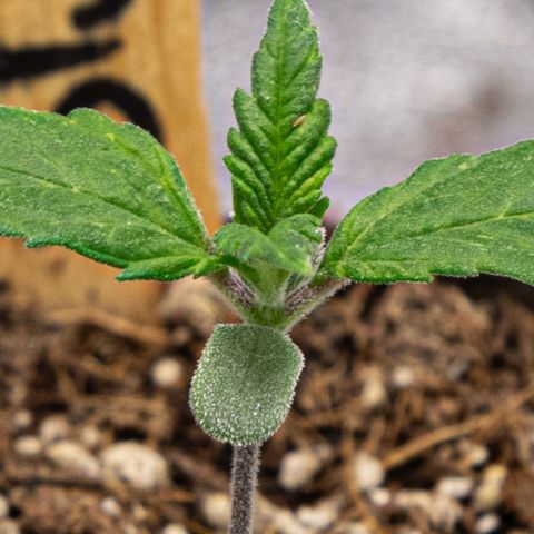 BlueBerry #1 growlog photo: Macros de la BlueBerry #1 al final del día. 