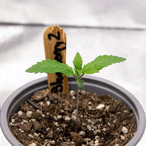 BlueBerry #2 growlog photo: Macros de la BlueBerry #2 al final del día. 