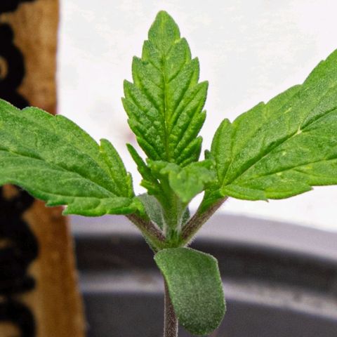 BlueBerry #2 growlog photo: Macros de la BlueBerry #2 al final del día. 