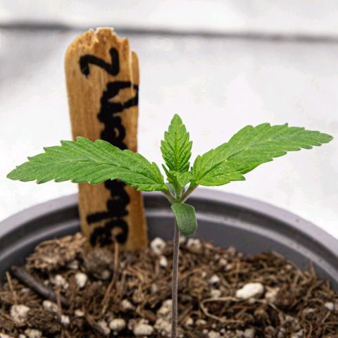 BlueBerry #2 growlog photo: Macros de la BlueBerry #2 al final del día. 