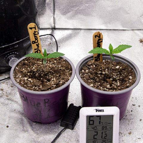 BlueBerry #2 growlog photo: Así se ven las BlueBerry en el tent al final del día, cerca del apagado de las luces, pre-IPM.
Les di una chequeada y se veían bastante sanas. :) 