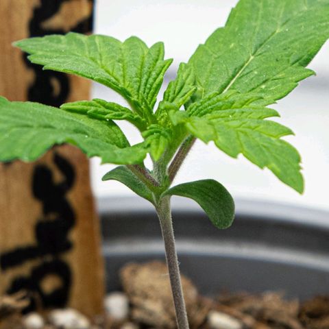 BlueBerry #2 growlog photo: BlueBerry #2 a finales del día 12, tras riego de bacterias benéficas. 