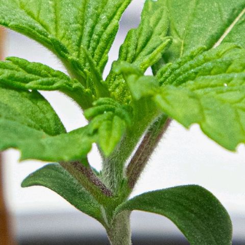 BlueBerry #2 growlog photo: BlueBerry #2 a finales del día 12, tras riego de bacterias benéficas. 