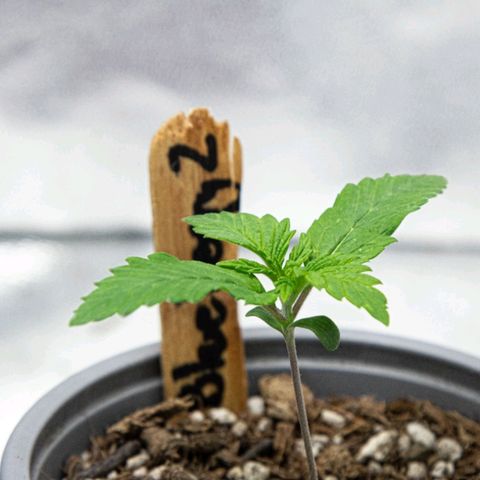 BlueBerry #2 growlog photo: BlueBerry #2 a finales del día 12, tras riego de bacterias benéficas. 