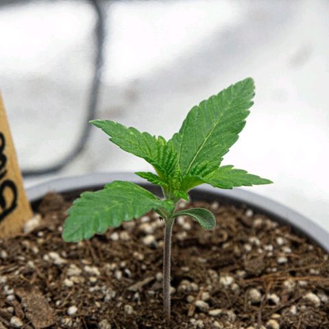 BlueBerry #1 growlog photo: BlueBerry #1 a finales del día 12, tras riego de bacterias benéficas. Se nota una mejoría en coloración y crecimiento. 