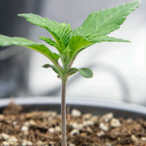 BlueBerry #1 growlog photo: BlueBerry #1 a finales del día 12, tras riego de bacterias benéficas. Se nota una mejoría en coloración y crecimiento. 