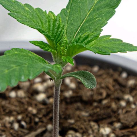 BlueBerry #1 growlog photo: BlueBerry #1 a finales del día 12, tras riego de bacterias benéficas. Se nota una mejoría en coloración y crecimiento. 