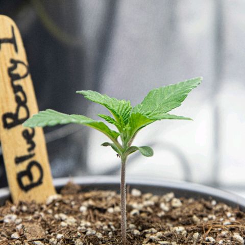 BlueBerry #1 growlog photo: BlueBerry #1 a finales del día 12, tras riego de bacterias benéficas. Se nota una mejoría en coloración y crecimiento. 