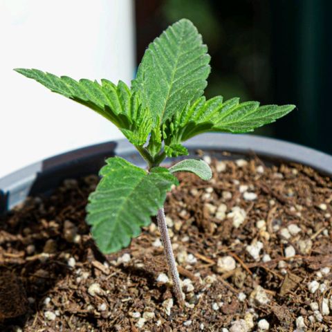 BlueBerry #1 growlog photo: BlueBerry #1 en el segundo día que se les sacó al sol. 