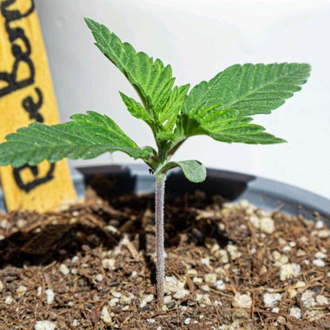 BlueBerry #1 growlog photo: BlueBerry #1 en el segundo día que se les sacó al sol. 