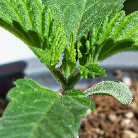 BlueBerry #1 growlog photo: BlueBerry #1 en el segundo día que se les sacó al sol. 