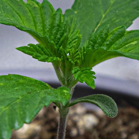 BlueBerry #1 growlog photo: BlueBerry #1 en el segundo día que se les sacó al sol. 