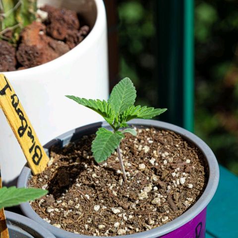 BlueBerry #1 growlog photo: BlueBerry #1 en el segundo día que se les sacó al sol. 
