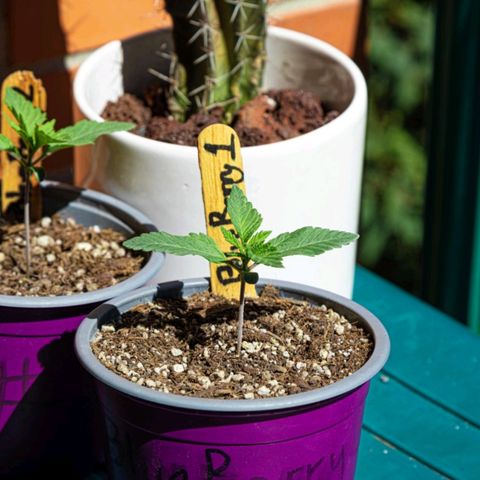 BlueBerry #1 growlog photo: BlueBerry #1 en el segundo día que se les sacó al sol. 