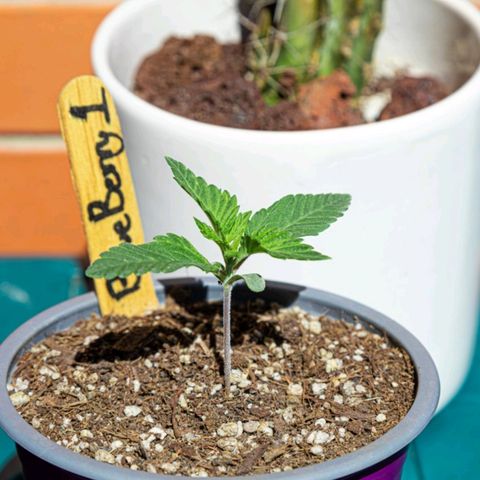 BlueBerry #1 growlog photo: BlueBerry #1 en el segundo día que se les sacó al sol. 