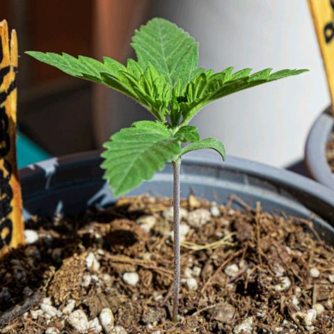 BlueBerry #2 growlog photo: BlueBerry #2 en el segundo día que se les sacó al sol. 
