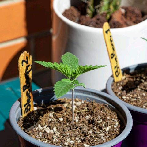 BlueBerry #2 growlog photo: BlueBerry #2 en el segundo día que se les sacó al sol. 