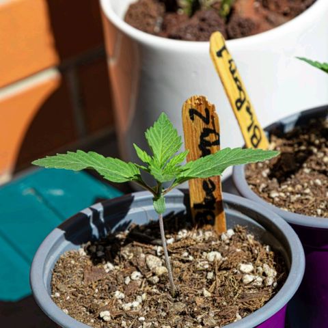 BlueBerry #2 growlog photo: BlueBerry #2 en el segundo día que se les sacó al sol. 
