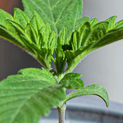 BlueBerry #2 growlog photo: BlueBerry #2 en el segundo día que se les sacó al sol. 