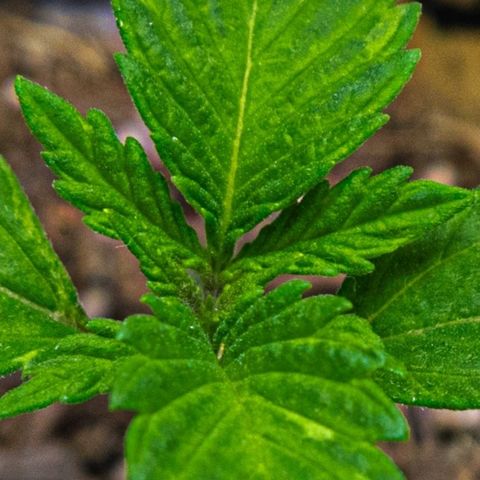 BlueBerry #1 growlog photo: BlueBerry #1 a finales del día (y una colada extra del sol hoy) 
