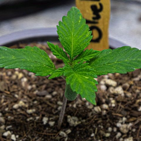 BlueBerry #1 growlog photo: BlueBerry #1 a finales del día (y una colada extra del sol hoy) 