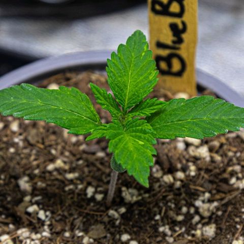 BlueBerry #1 growlog photo: BlueBerry #1 a finales del día (y una colada extra del sol hoy) 