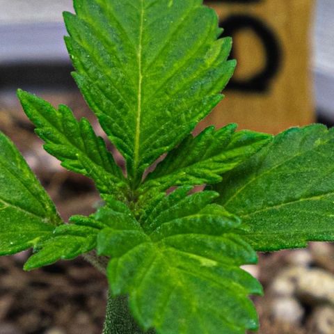 BlueBerry #1 growlog photo: BlueBerry #1 a finales del día (y una colada extra del sol hoy) 