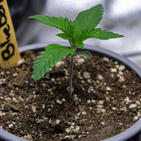 BlueBerry #1 growlog photo: BlueBerry #1 a finales del día (y una colada extra del sol hoy) 
