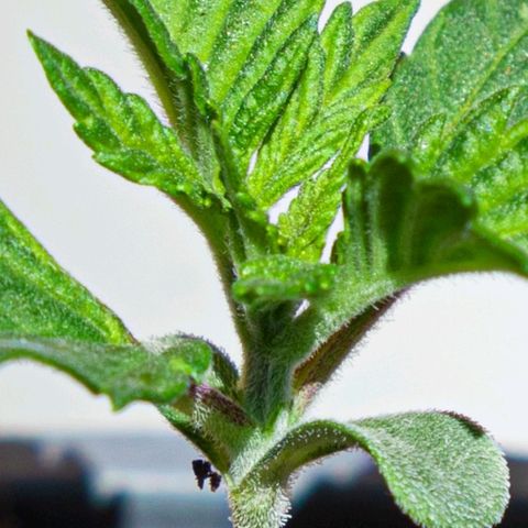 BlueBerry #1 growlog photo: BlueBerry #1 a finales del día (y una colada extra del sol hoy) 