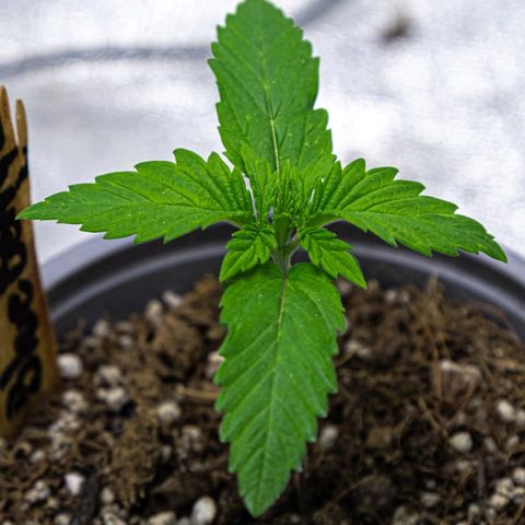 BlueBerry #2 growlog photo: BlueBerry #2 a finales del día 13 en el tent. 