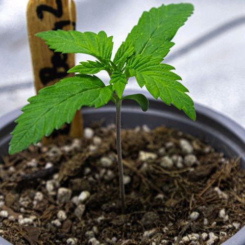 BlueBerry #2 growlog photo: BlueBerry #2 a finales del día 13 en el tent. 