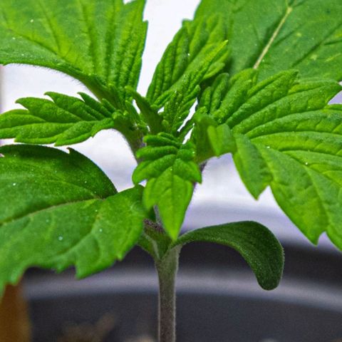 BlueBerry #2 growlog photo: BlueBerry #2 a finales del día 13 en el tent. 