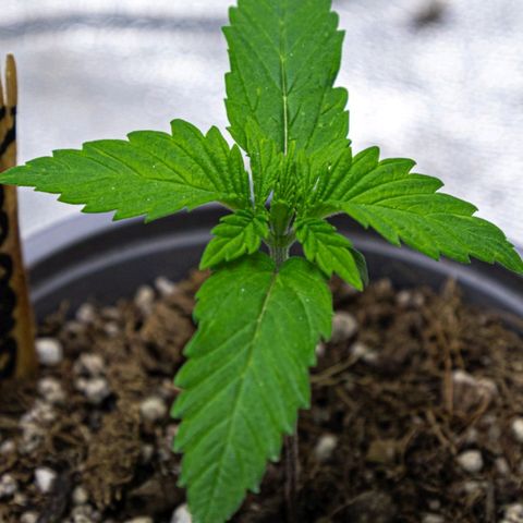 BlueBerry #2 growlog photo: BlueBerry #2 a finales del día 13 en el tent. 