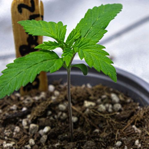 BlueBerry #2 growlog photo: BlueBerry #2 a finales del día 13 en el tent. 